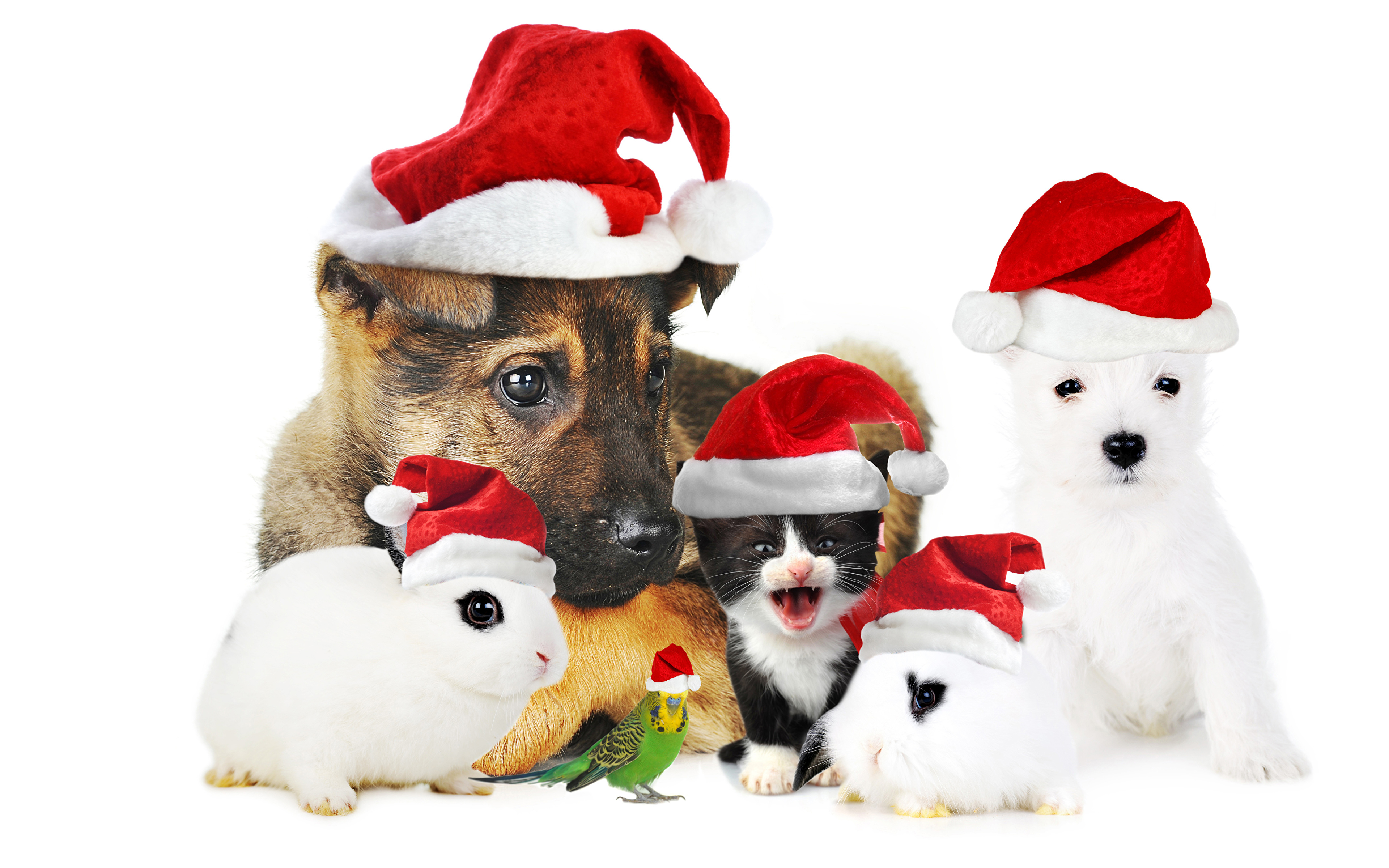Image Puppy Kittens Dogs Cats Parrots Rabbits New Year