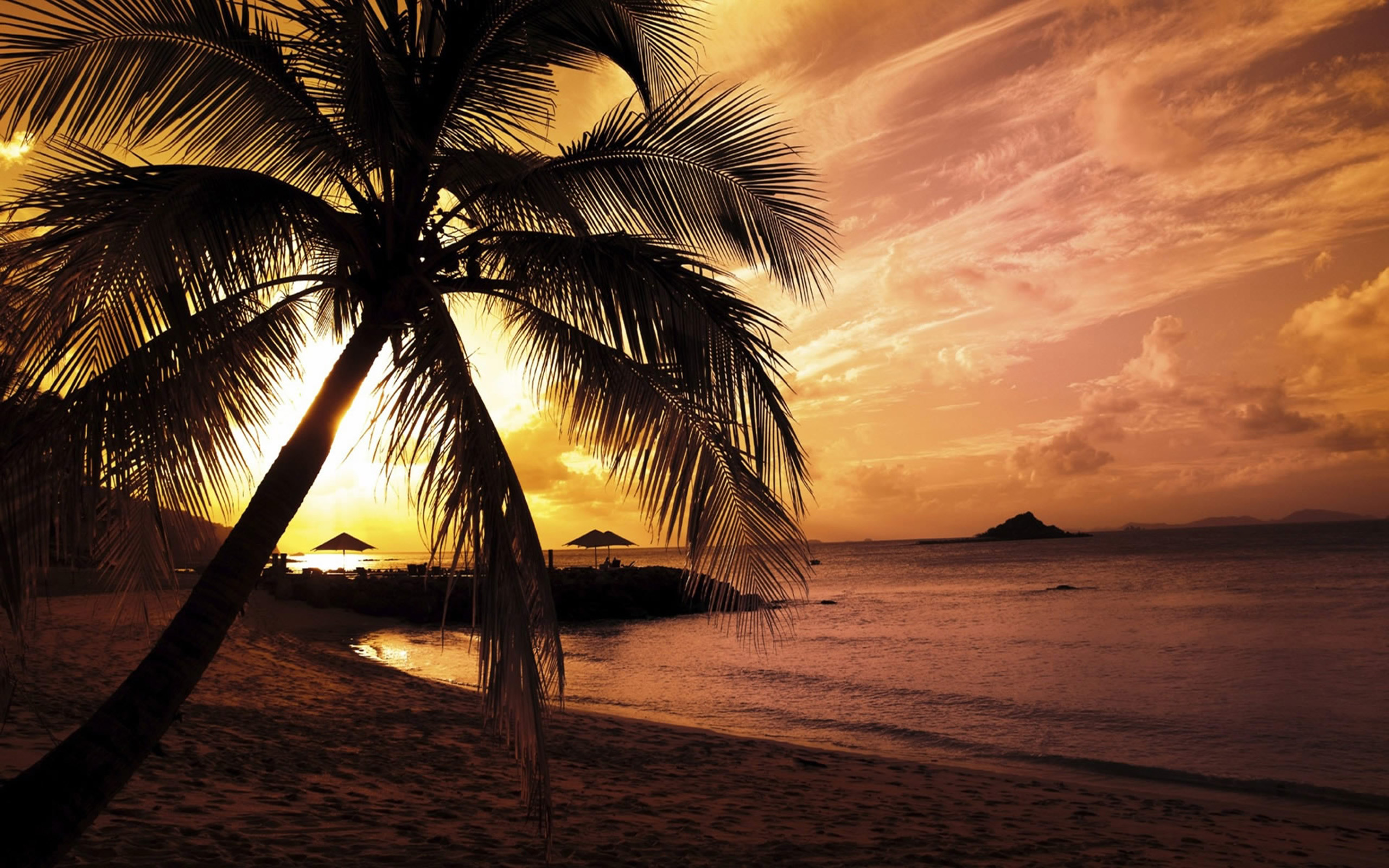Beach palm tree in sunset Beach palm tree in sunset