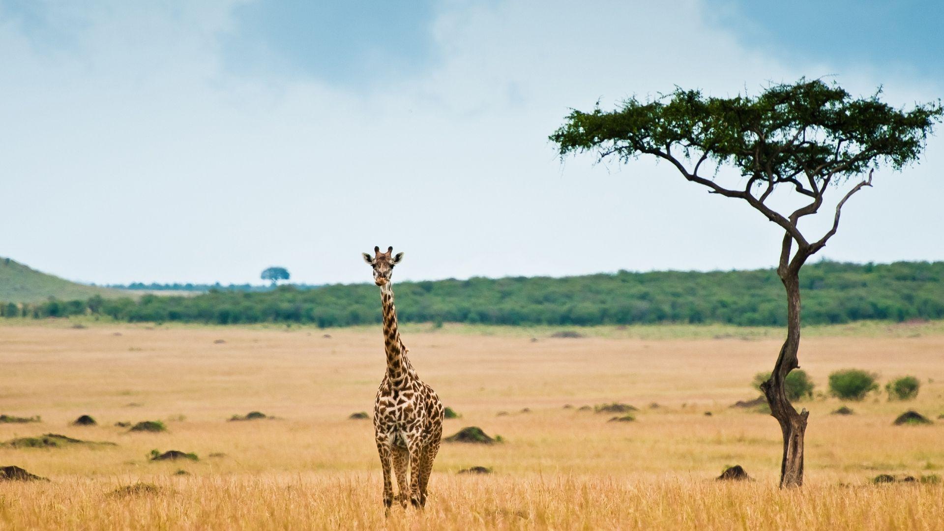 Savannah Wallpaper