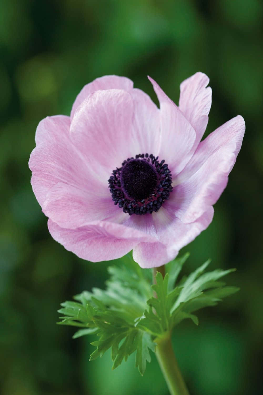 A Field Of Anemone Flowers In Bloom Wallpaper
