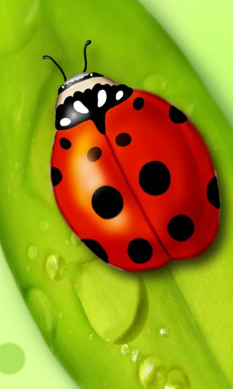 Hairstyles Ladybug Wallpaper Animal