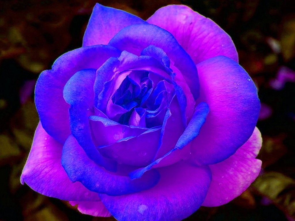 Blue And Purple Rose Wallpaper At Wallpaperbro