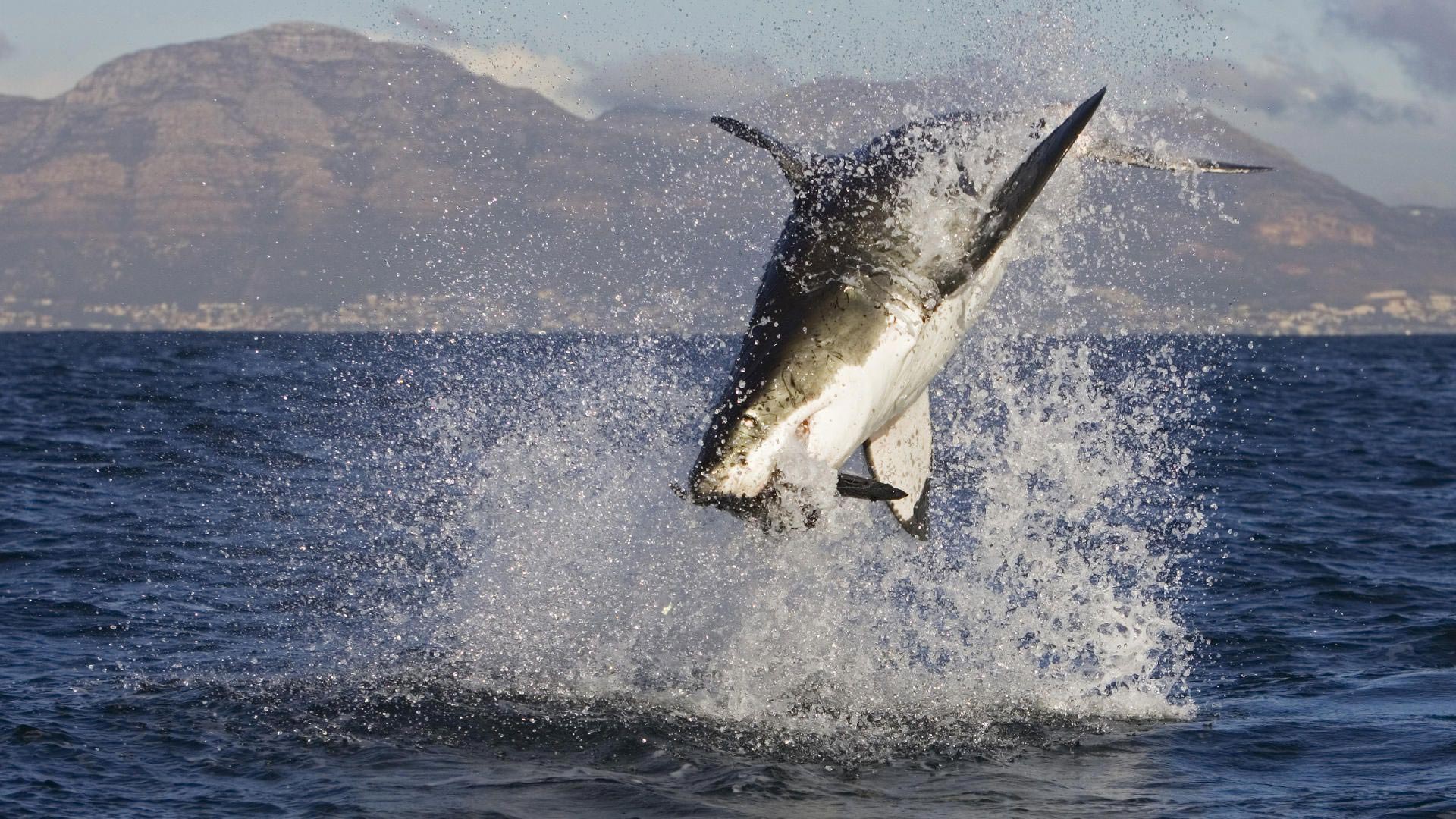 Great White Shark Attacks Desktop Wallpaper