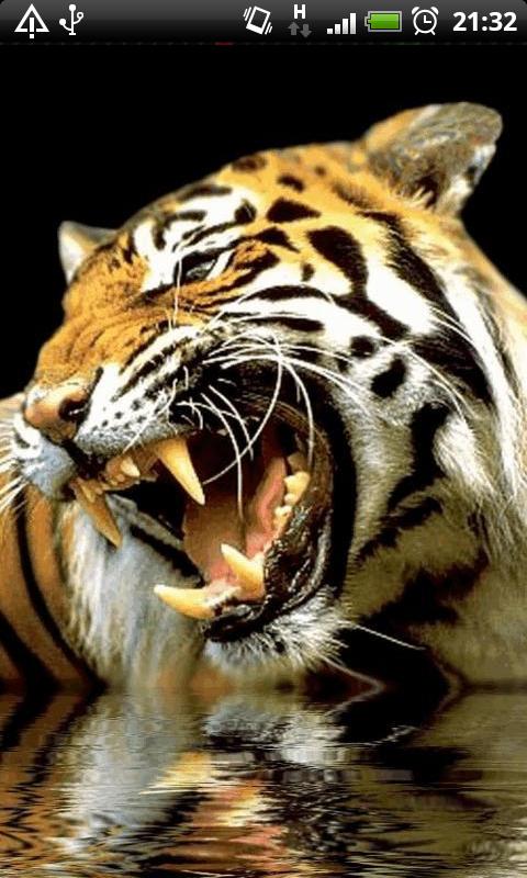 Growling Tiger Live Wallpaper For Your Android Phone