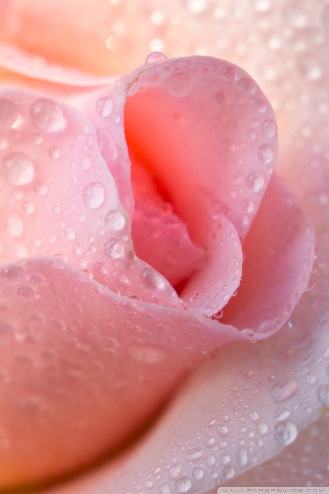 Water Drops Light Pink Rose 4K HD Desktop Wallpaper for 4K