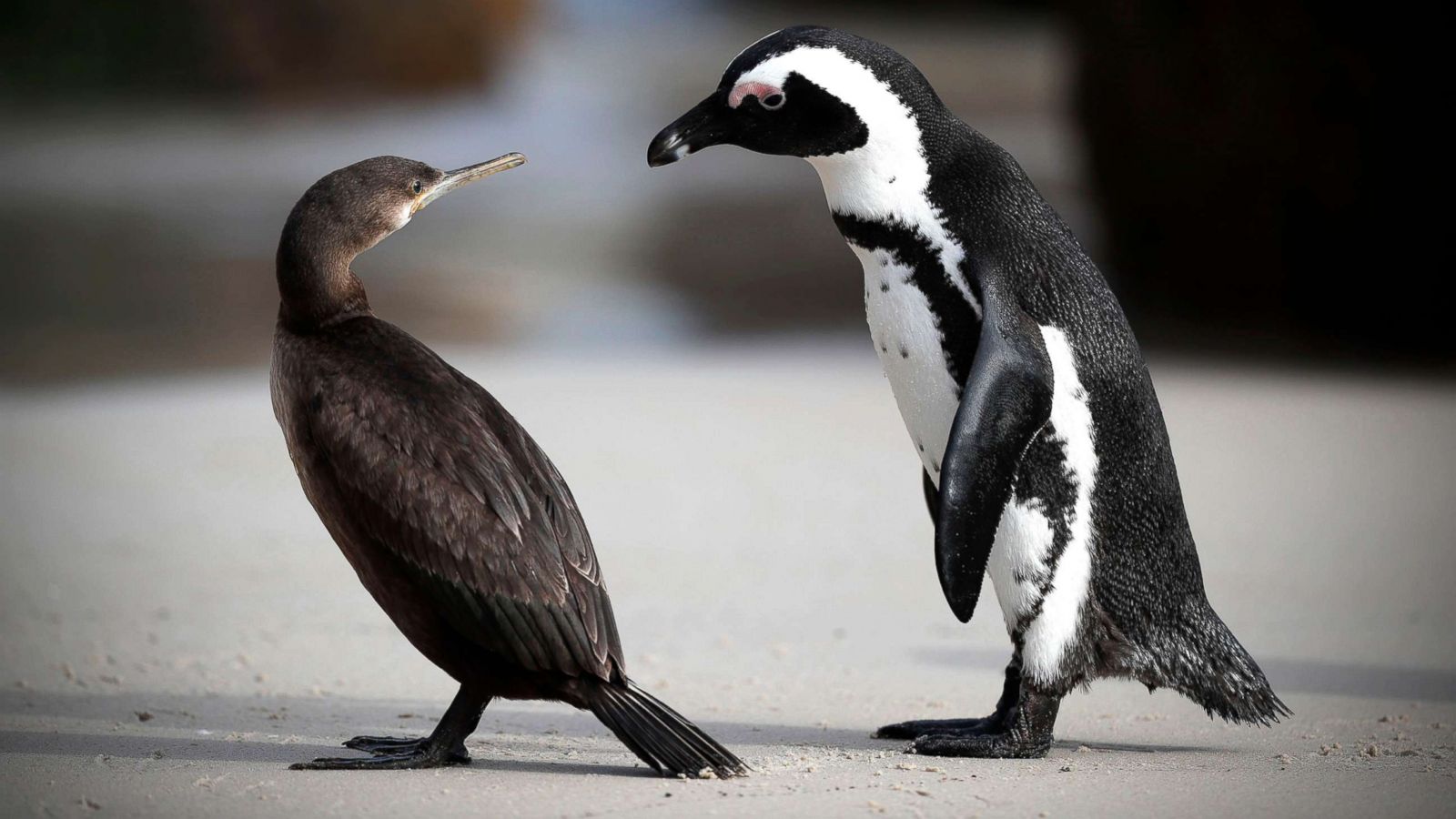 Endangered African Penguins Threatened By Avian Flu Abc News