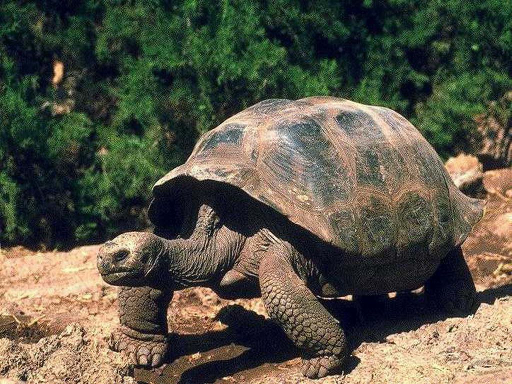 Best Animal Wallpaper Spotted Turtle