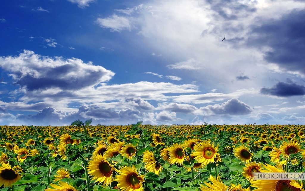 Sunflower Wallpaper For Desktop Background