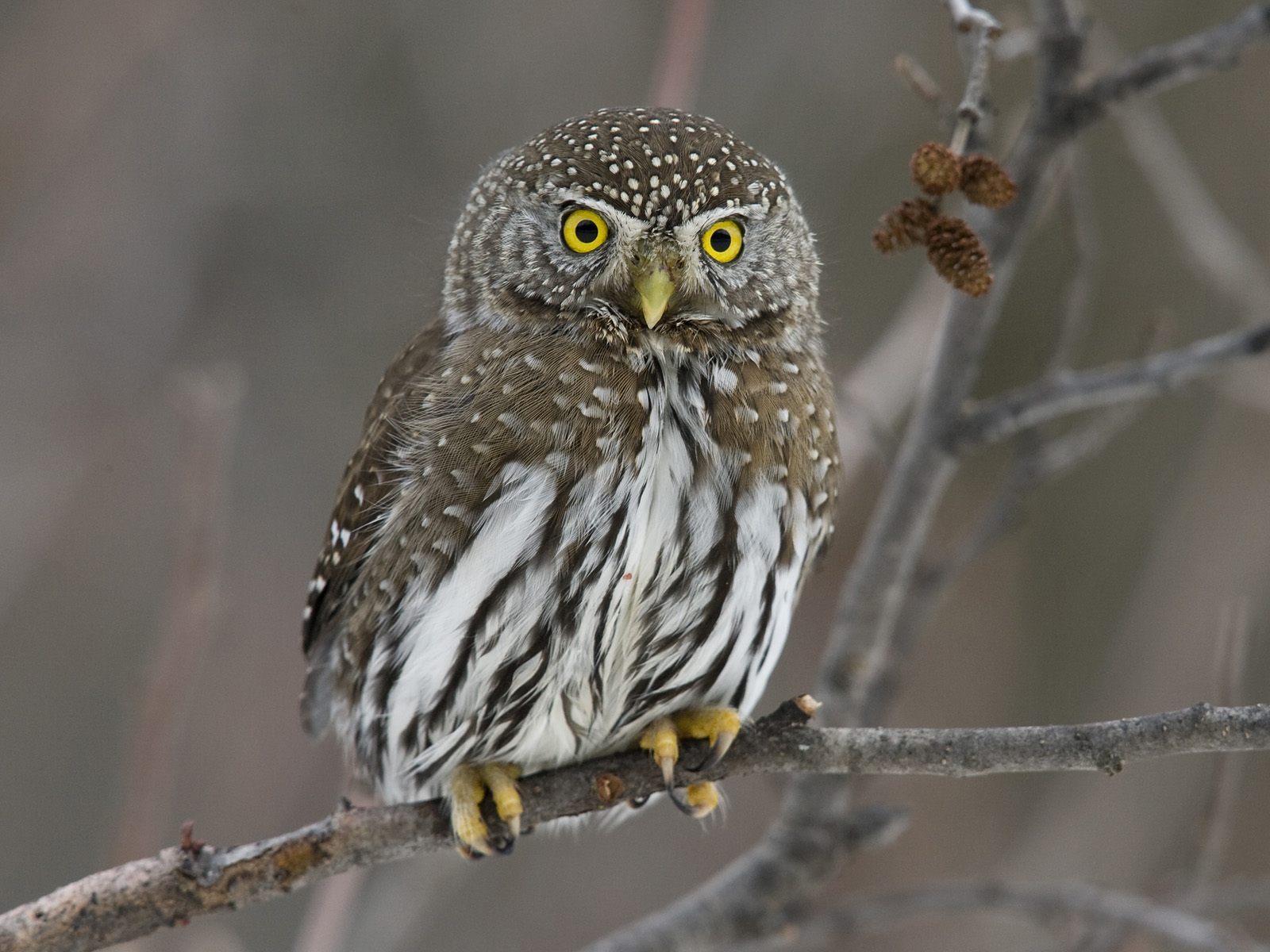 Animals Beautiful Extraordinary Wild Birds Owl Baby Picture   Free