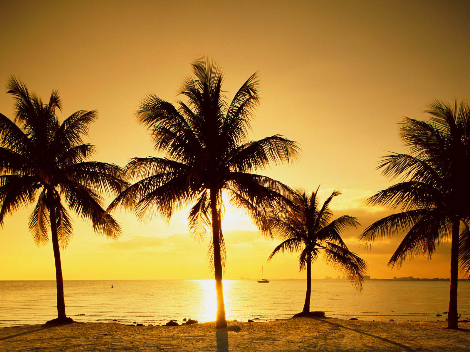 Palm Wallpaper