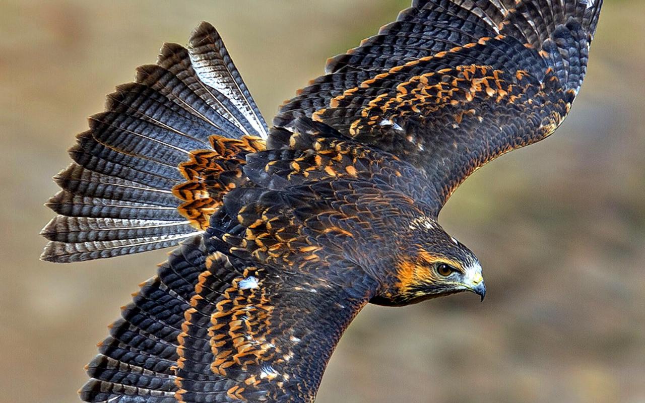 Bird Of Prey High Quality And Resolution Wallpaper On