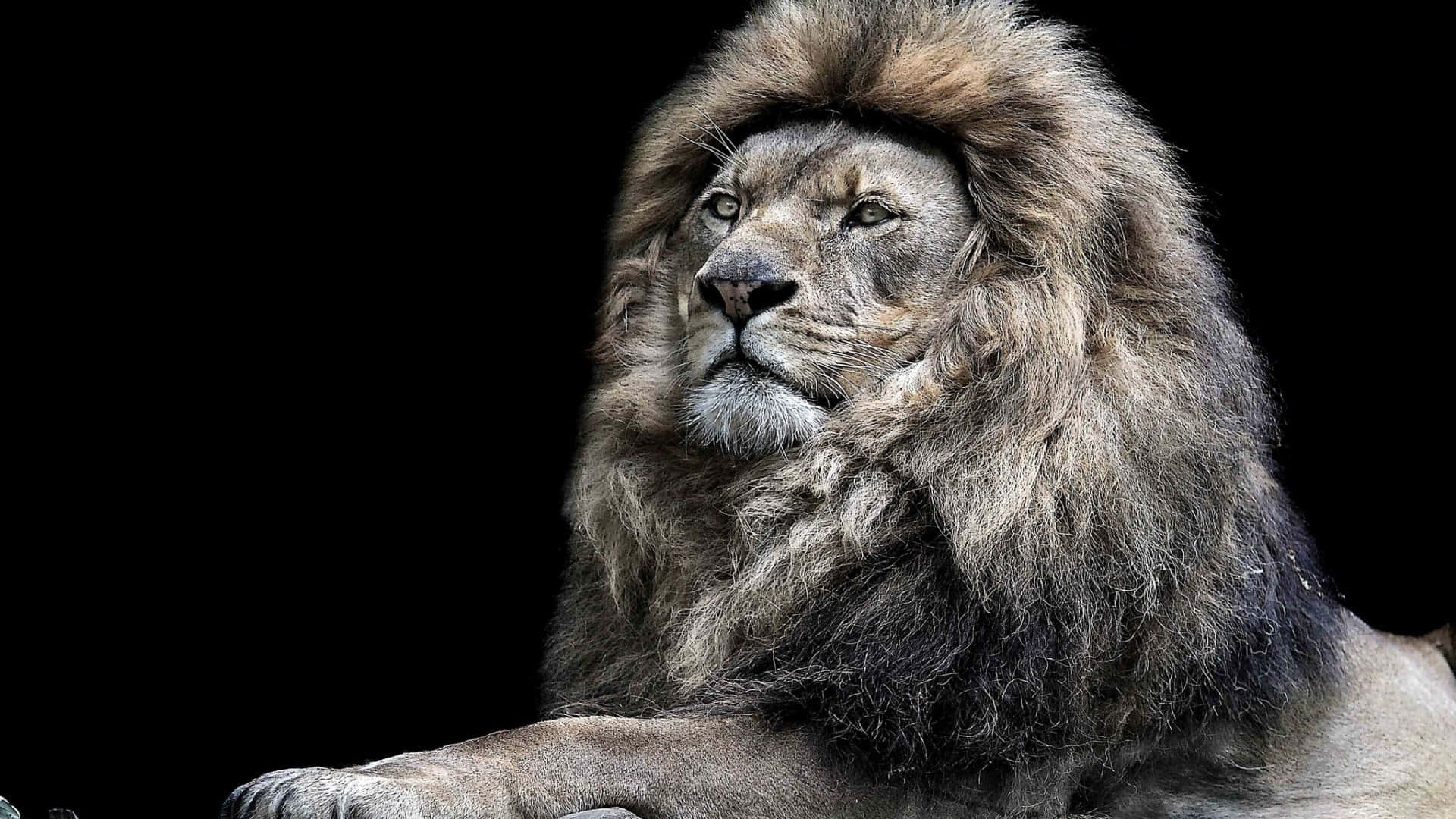 Lion Picture Wallpaper