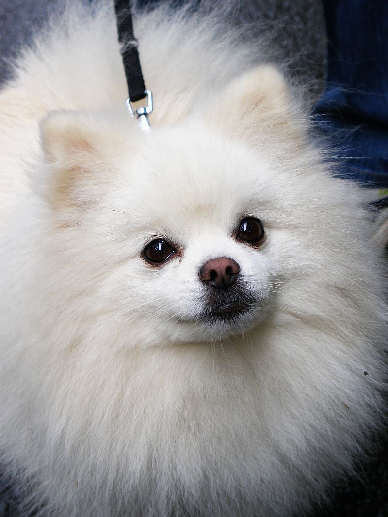 Pomeranian White Cute Image Desktop Background For HD