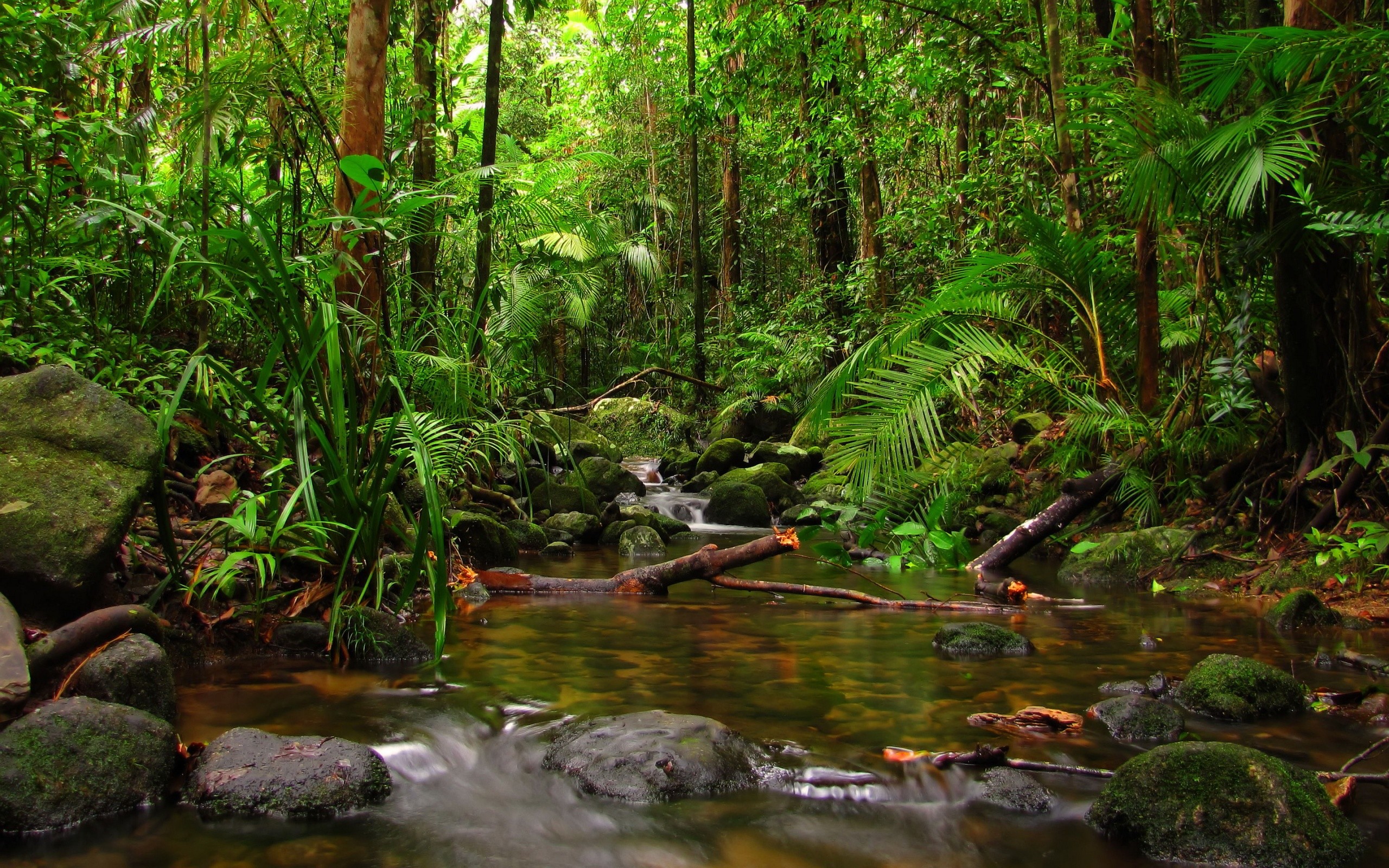 Rainforest Wallpaper Lockscreen