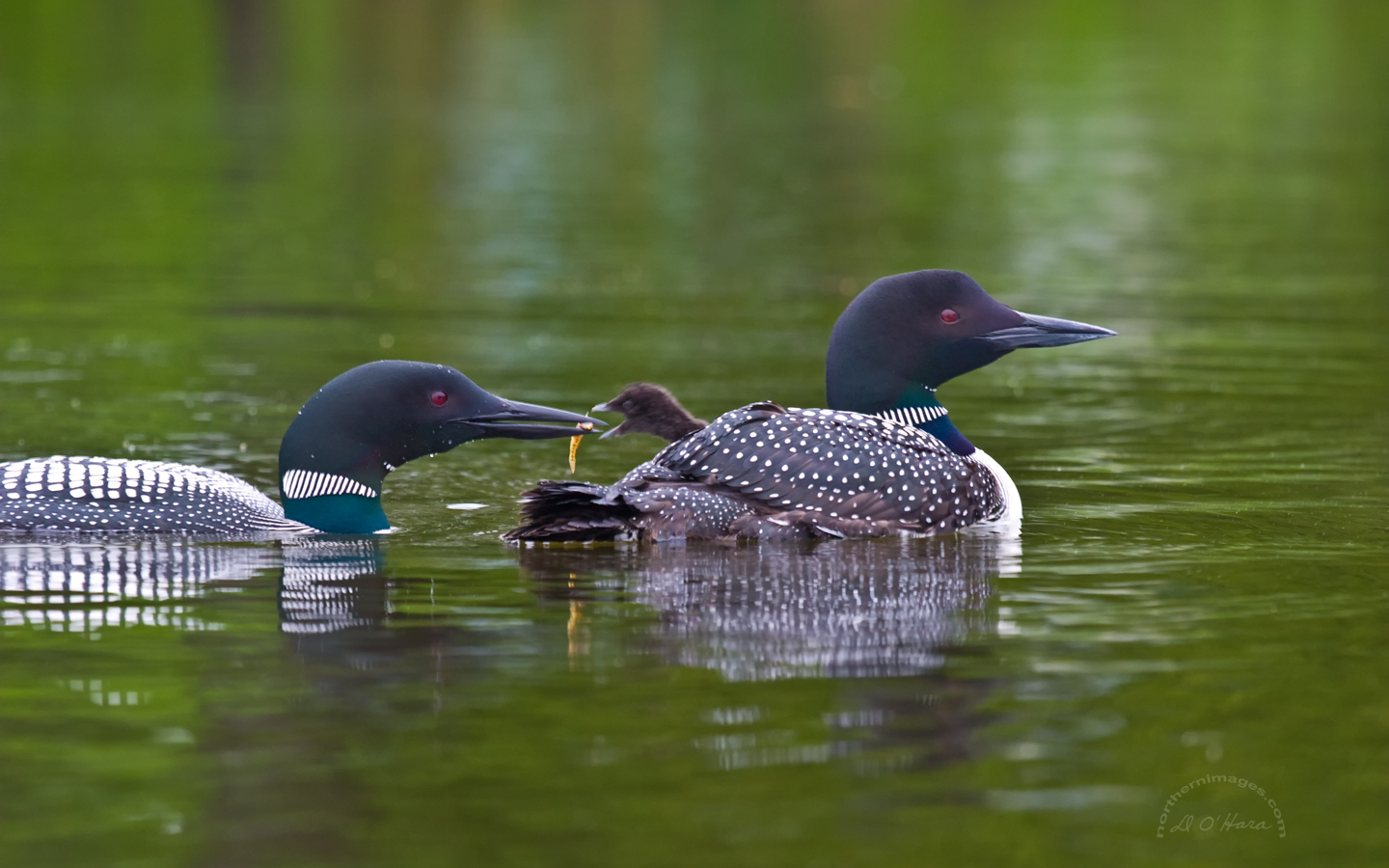 Loons On A Lake Wallpaper Image