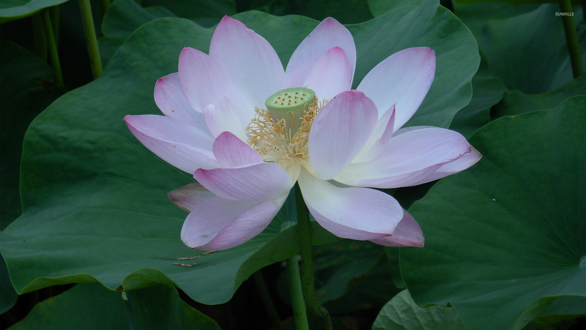 Lotus Wallpaper Flower