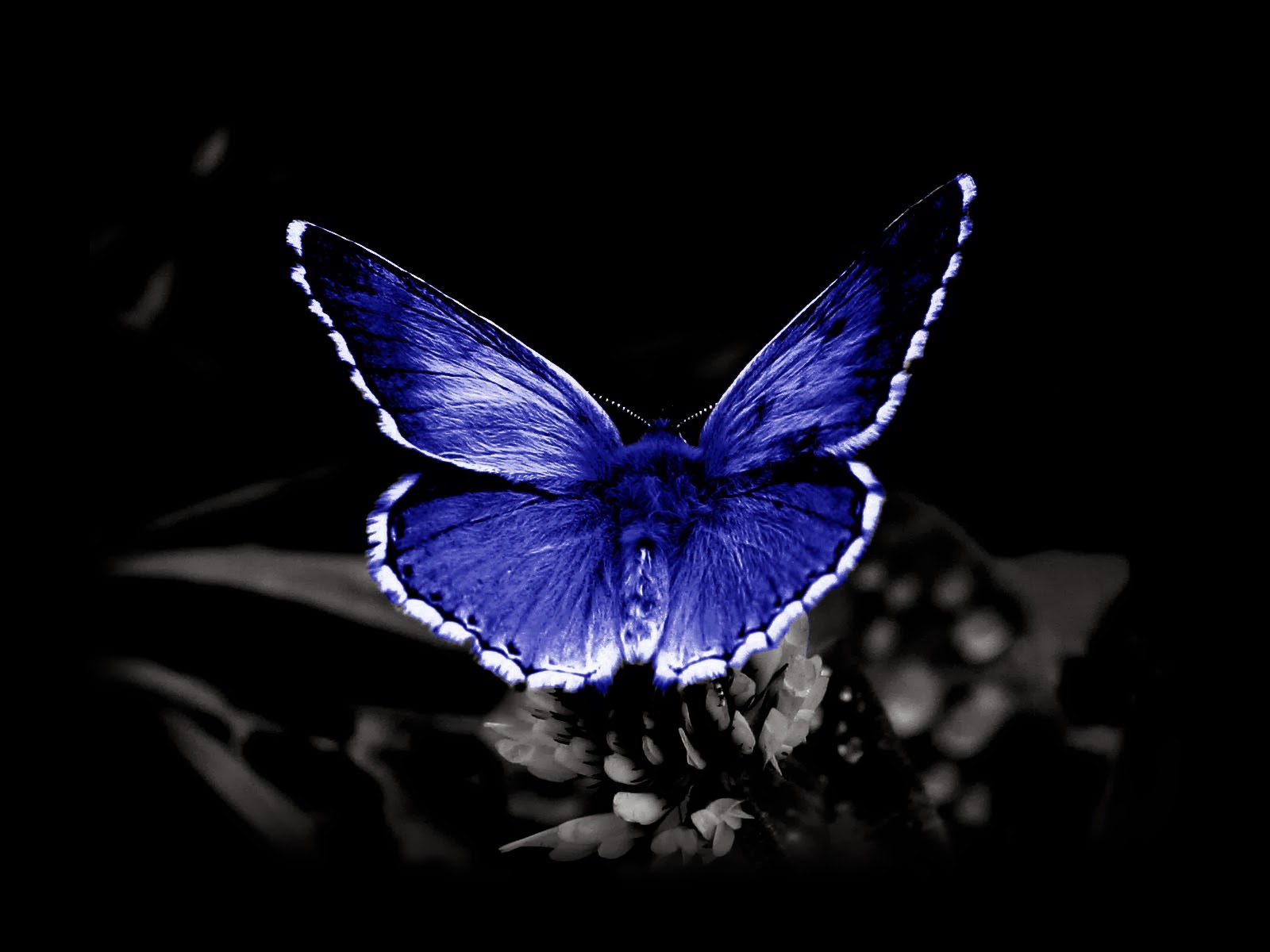 Butterflies Background