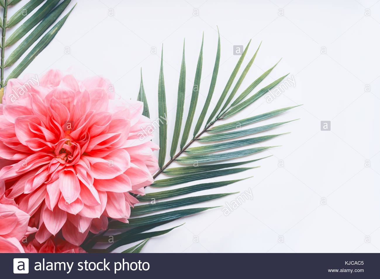 Pink Flowers And Tropical Leaves On White Desktop Background