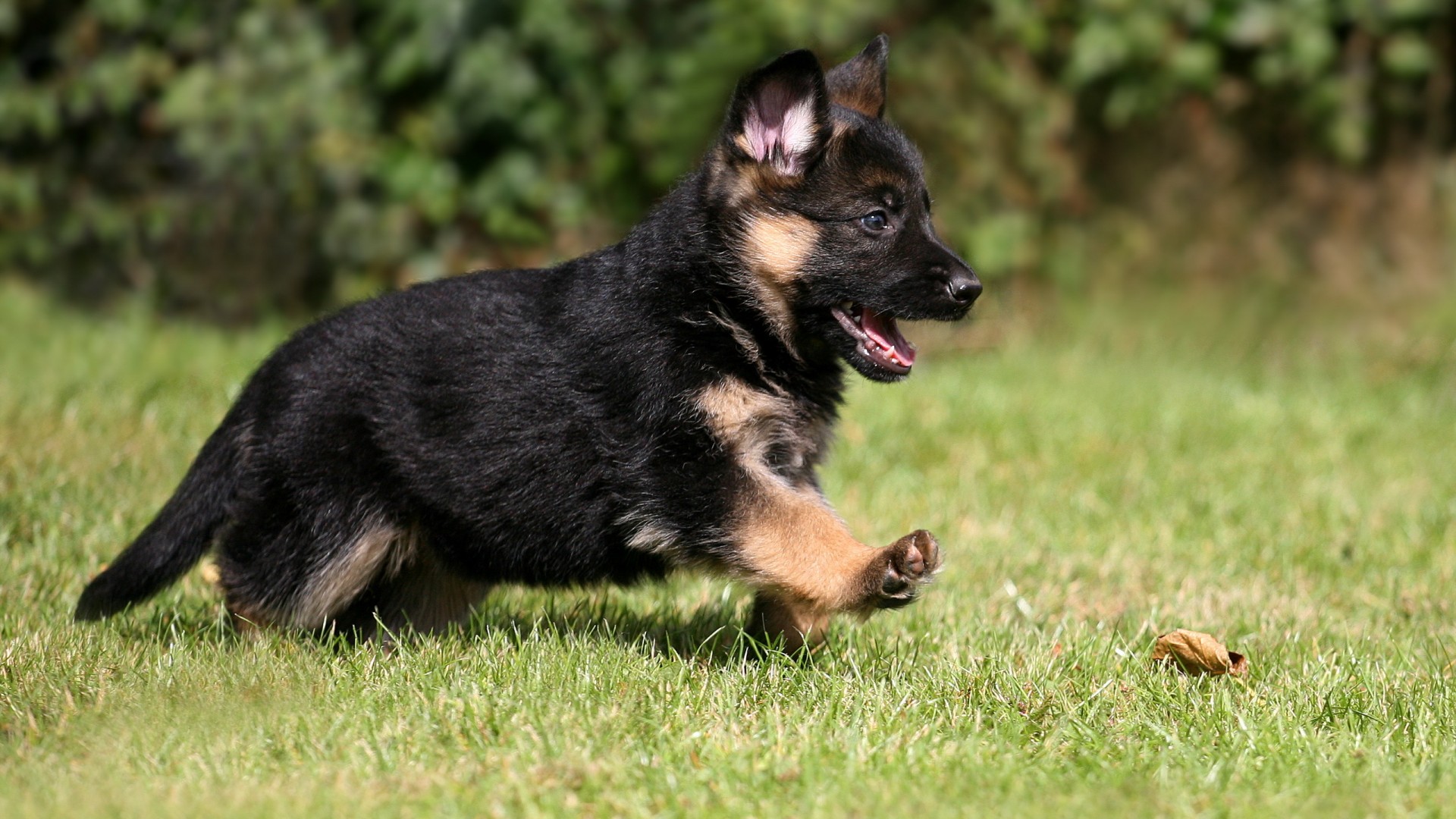 Cute German Shepherd Puppy 1080p HD Wallpaper