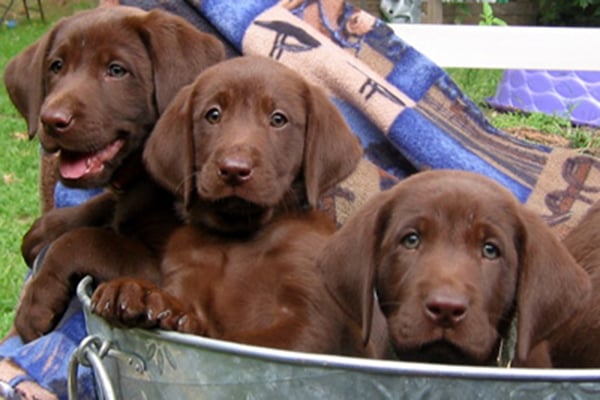 Labrador Retriever Puppies HD Pictures Images Wallpapers
