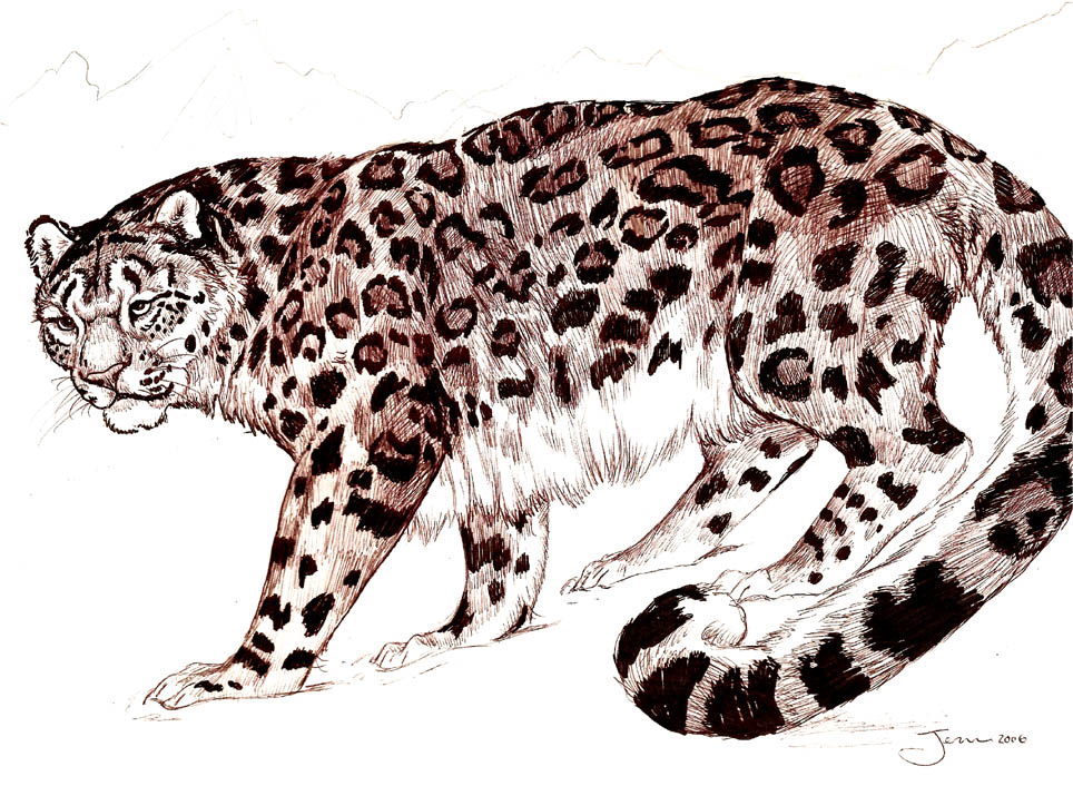 Snow Leopard By Jupiterjenny