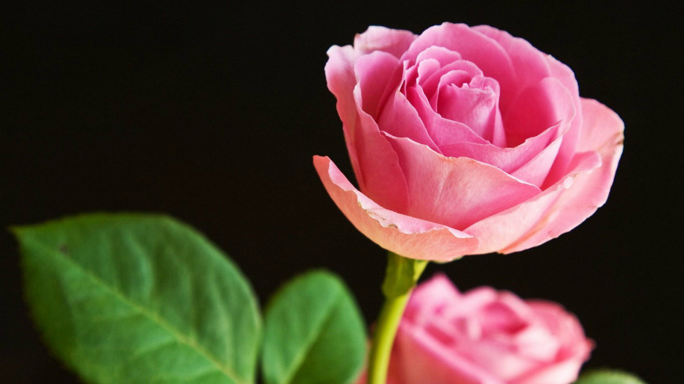 Most Beautiful Pink Roses HD Wallpaper Flowers Pictures