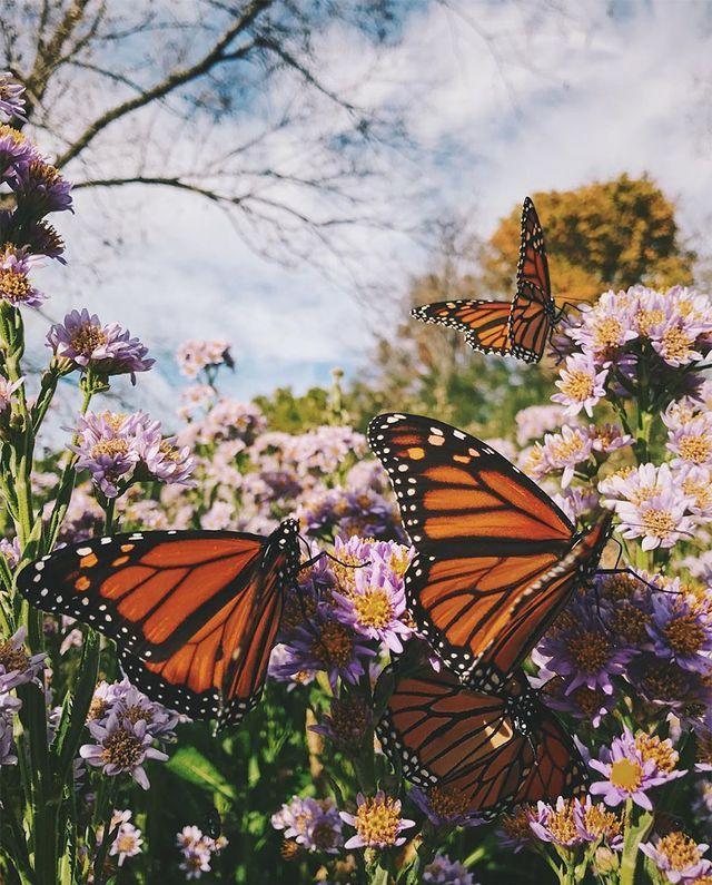 Monarch Butterflies Best Of The Week Design Sponge Nature