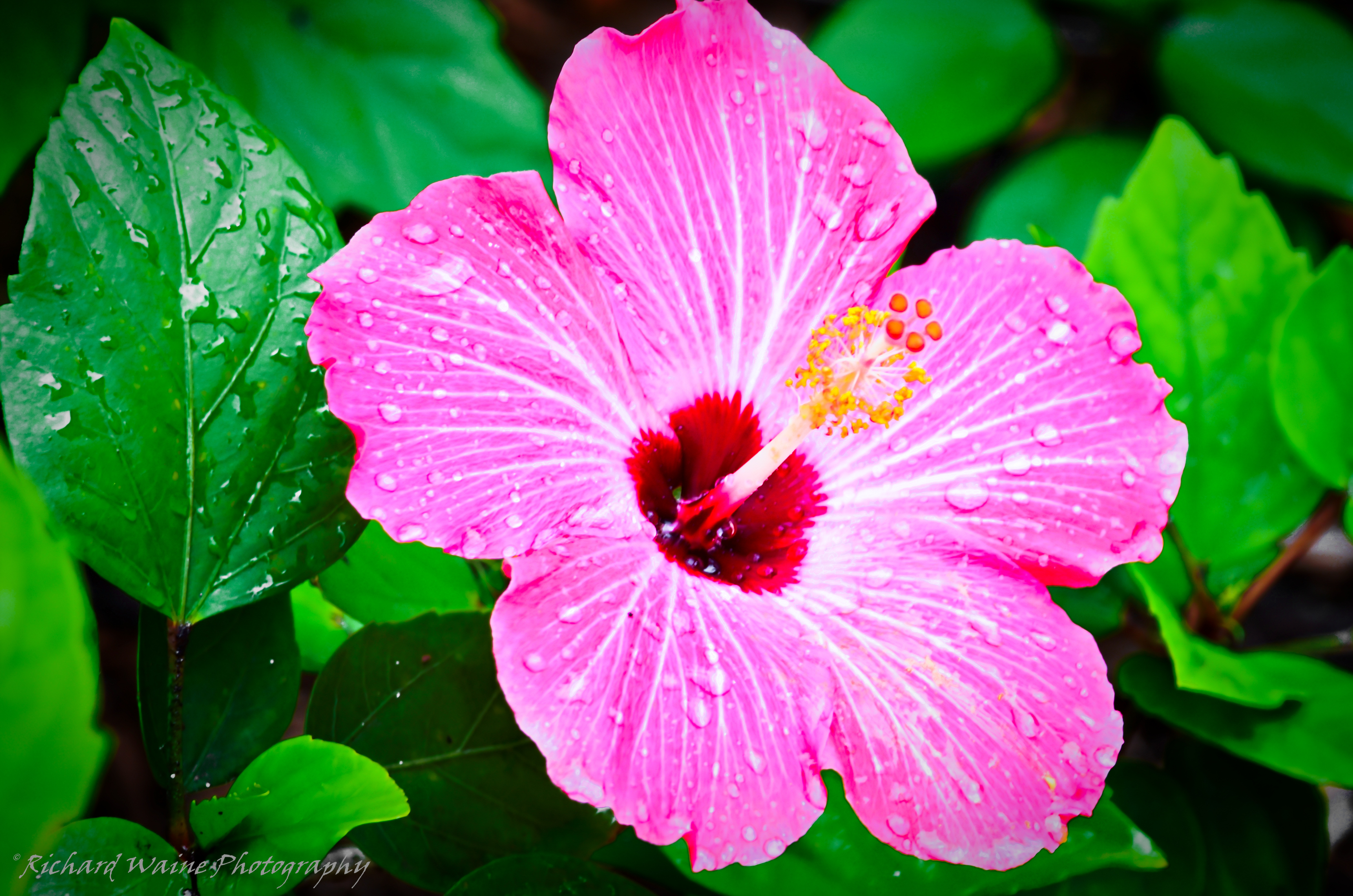 Tropical Flowers