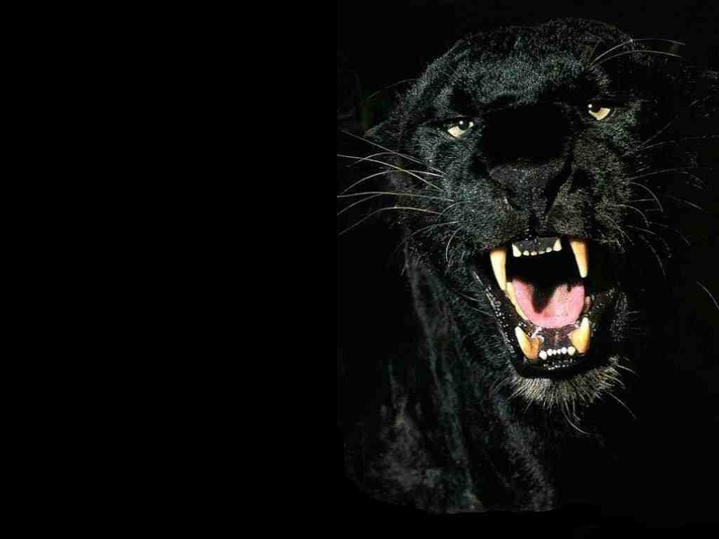 Animals Zoo Park Black Panther Wallpapers   Animals Hq Backgrounds 1024x768