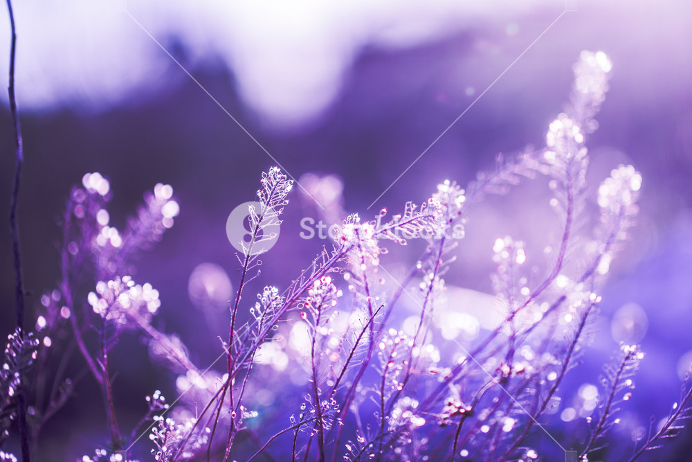 Nature Background Of Vintage Gry Plants Royalty Stock Image