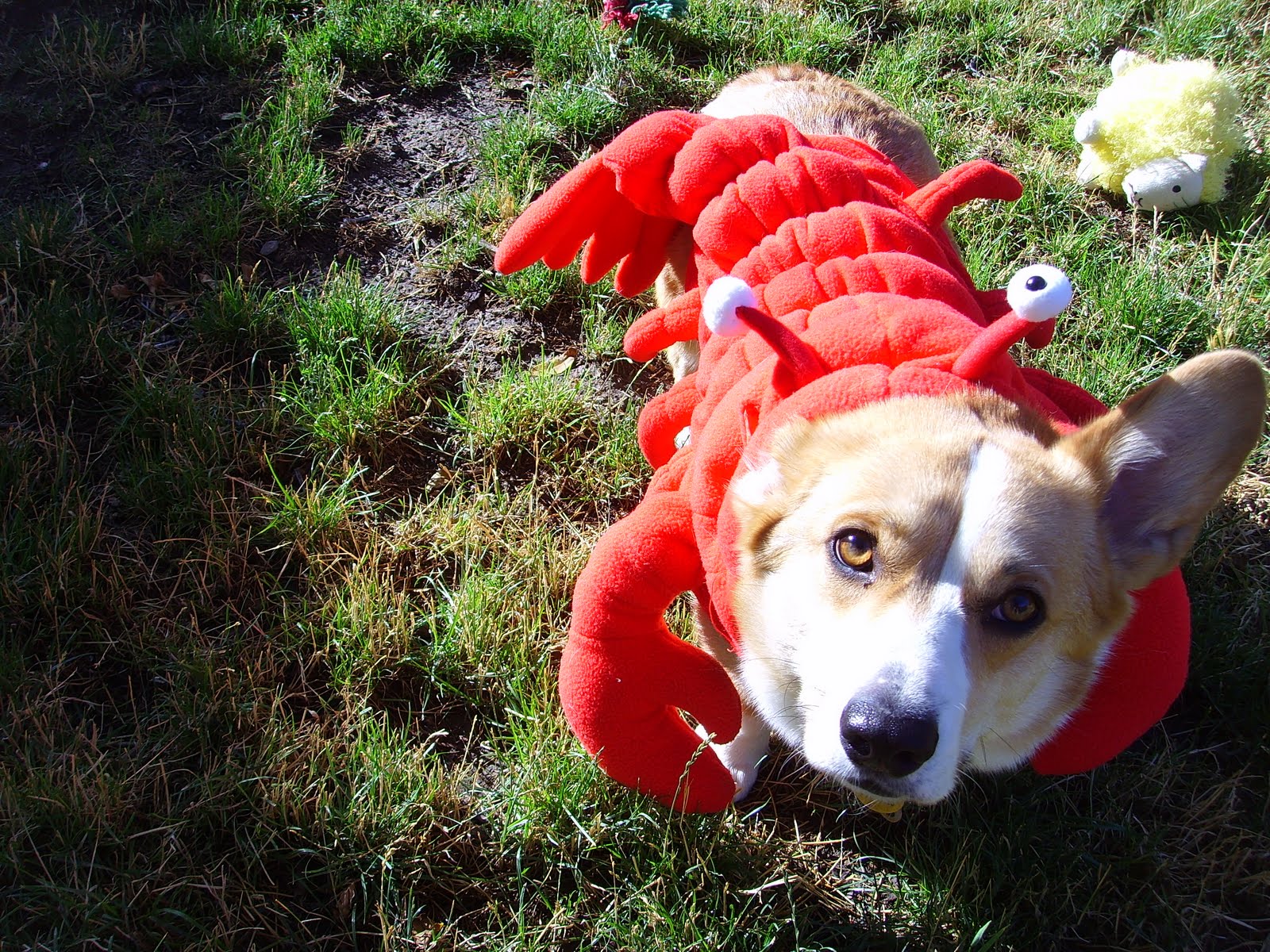 Funny Corgi Lobster I Love My