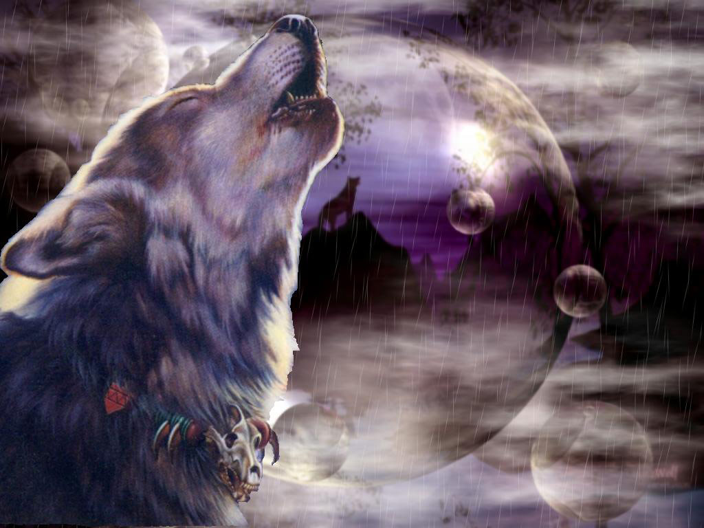 Wolf Full HD Wallpaper Desktop