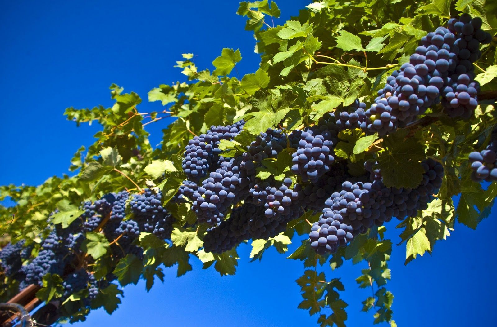 Grape Wallpaper On