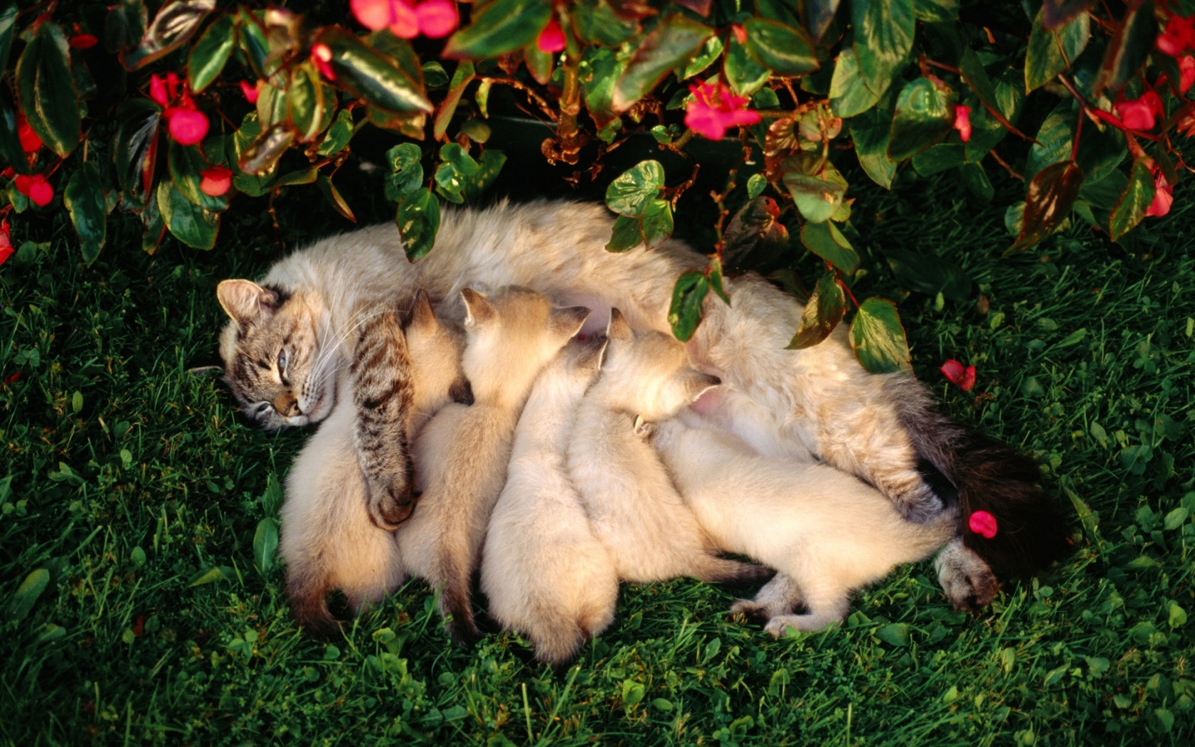 Wallpaper Cat Kittens Grass Flowers Feeding HD Background