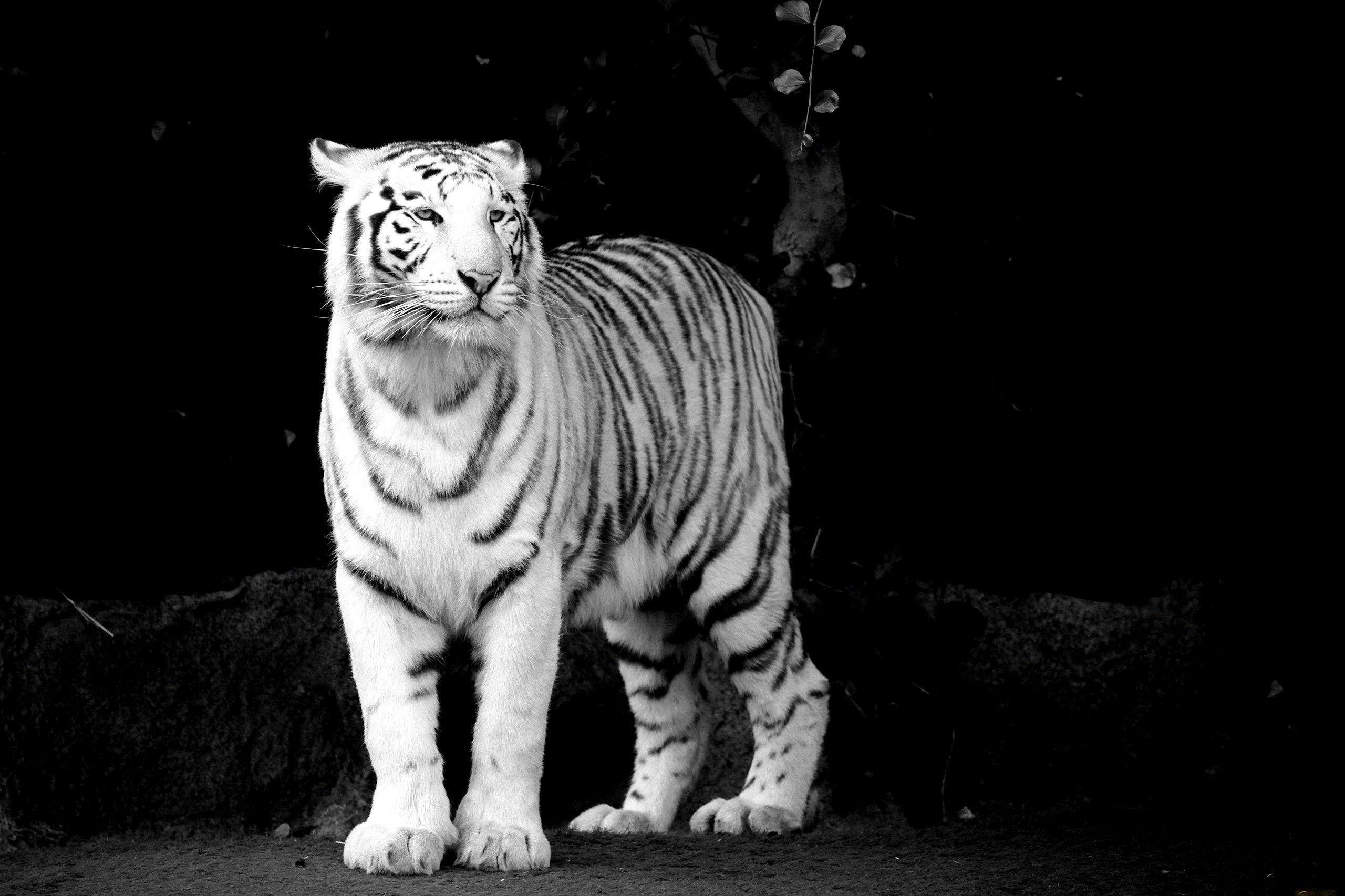 White Tiger Black Background Tiger Wallpapers Best Desktop