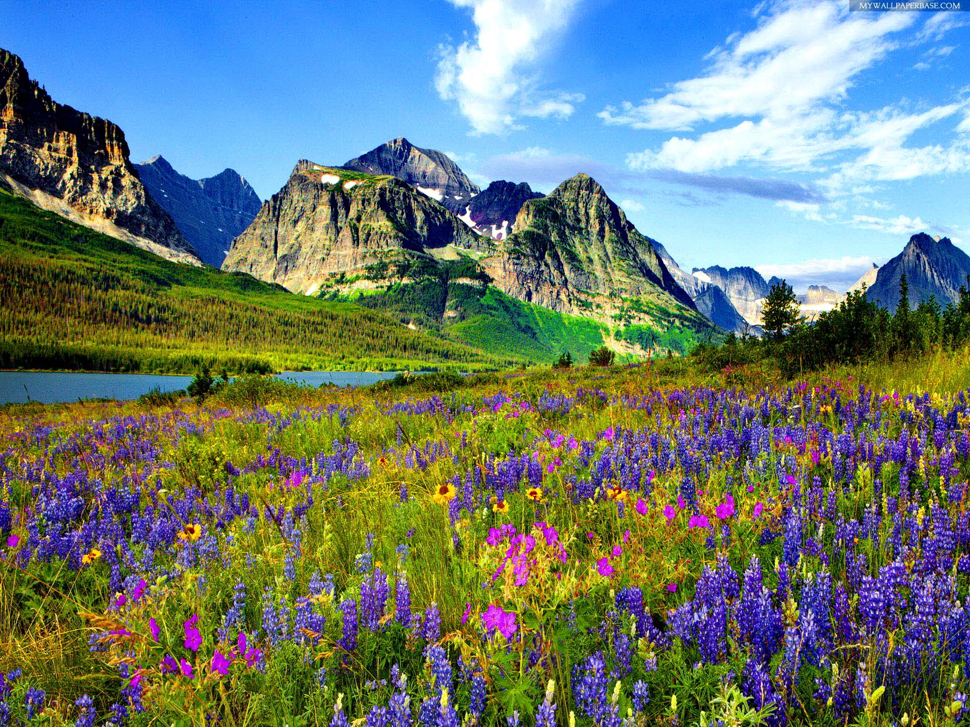 Mountain Rocky Wallpaper Colorado Flowers