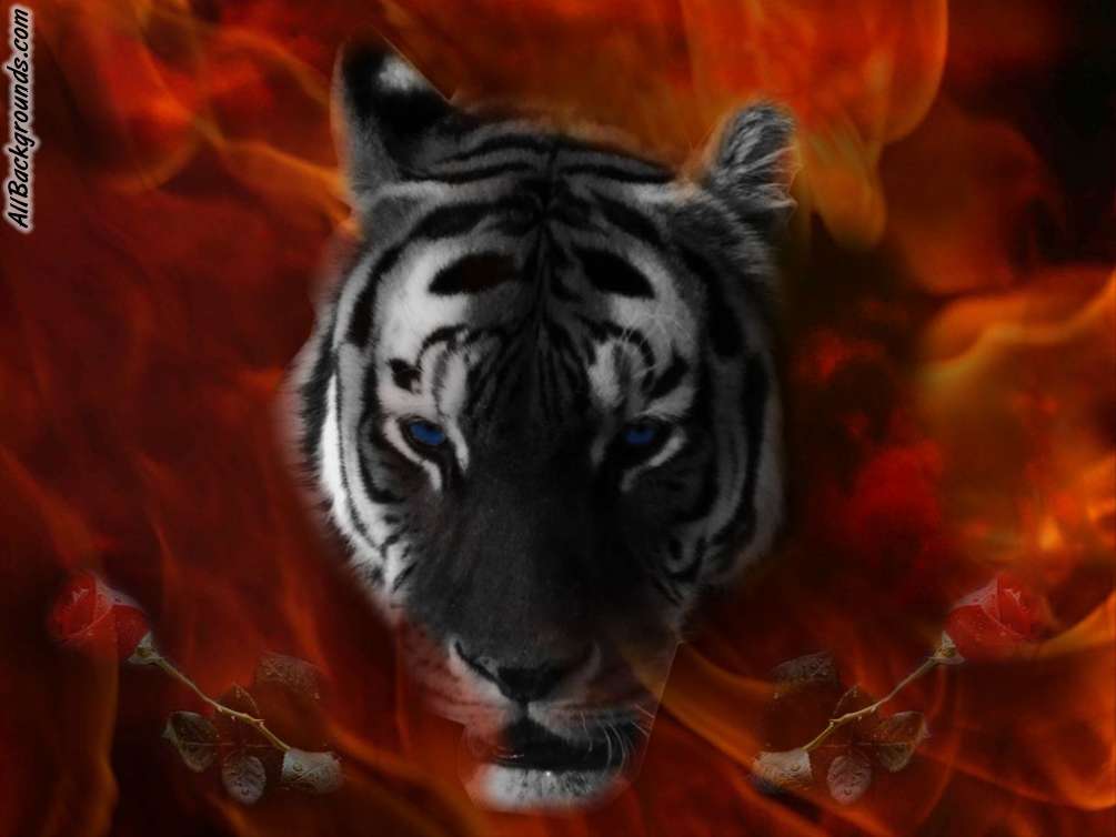 Cool Tiger Background Myspace