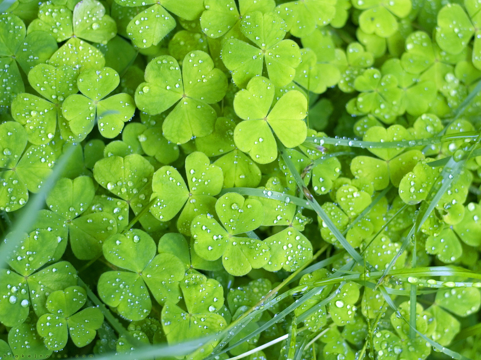 Hình nền Irish Clovers sẽ tạo cảm giác may mắn và hạnh phúc cho người dùng. Với những chiếc lá 3 lá được tô màu xanh tươi sáng, đây là một lựa chọn tuyệt vời để tạo nên không gian làm việc hoặc nơi giải trí trong mùa lễ St. Patrick.