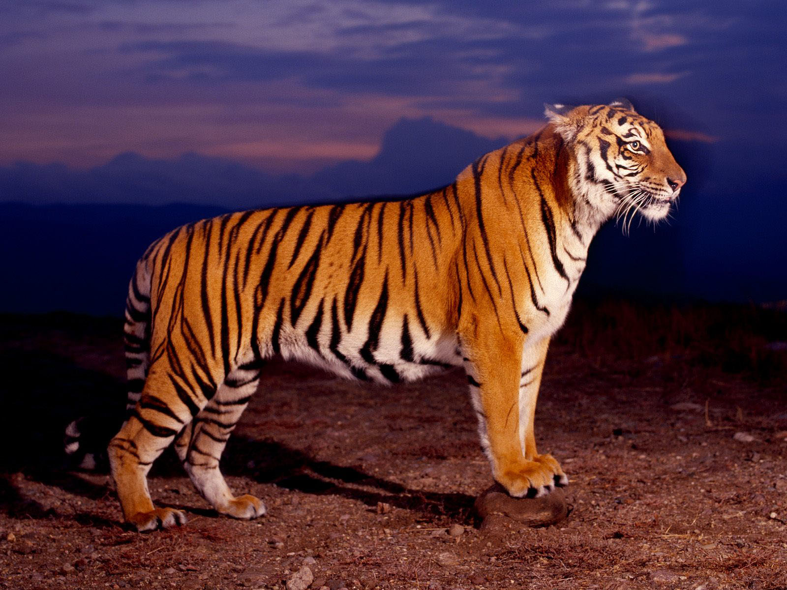 Bengal Tiger Desktop Background Photos