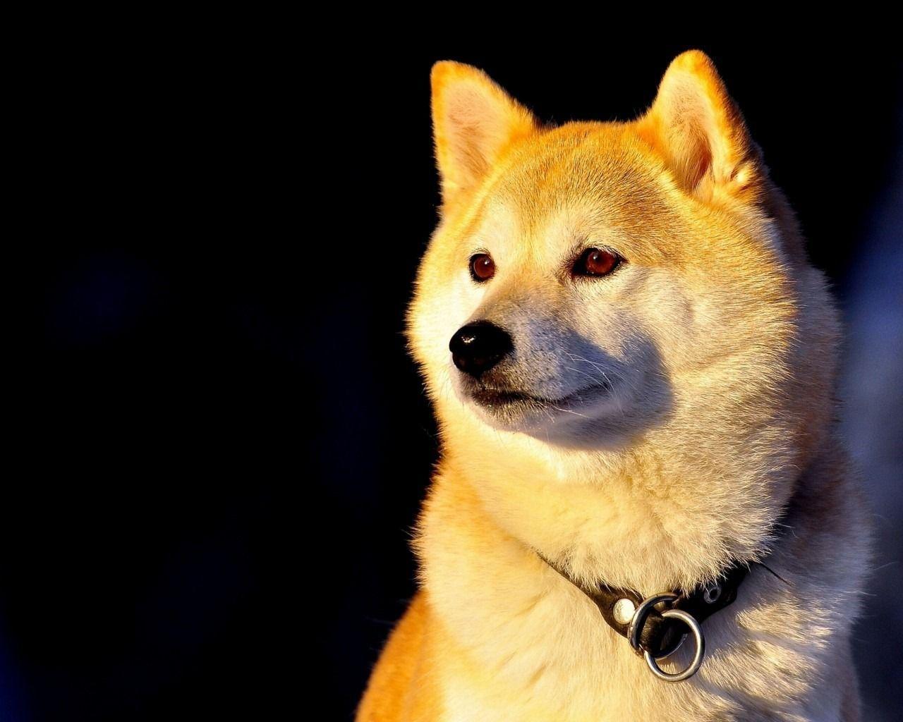 Gallery For Gt Doge Shibe Wallpaper