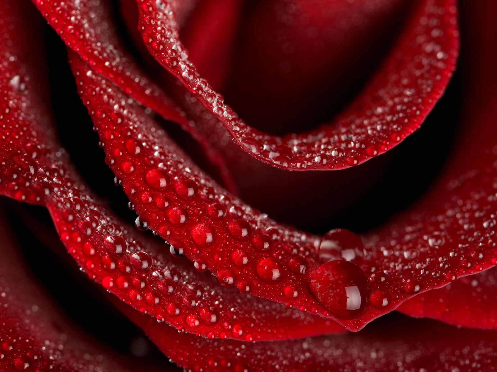 Rose Wallpaper Beauty