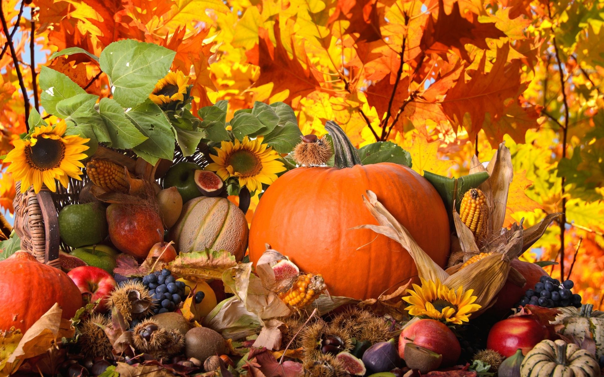 Thanksgiving Gourd Wallpaper Top