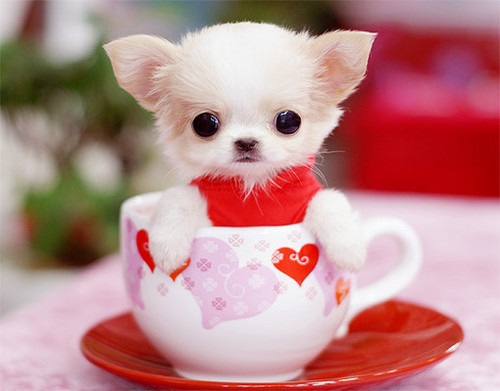 Teacup Chihuahuas Health Issues Care Information Facts And