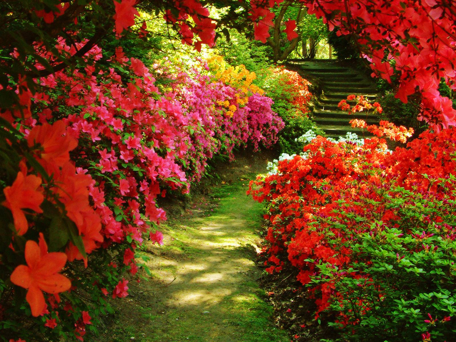 Gallery For Gt Real Flower Garden Background