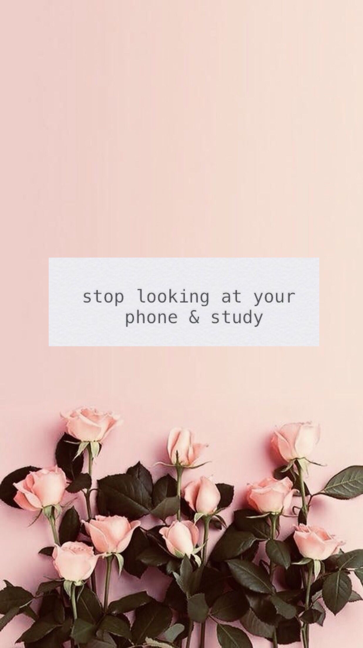 A motivational wallpaper with pink roses and the text 'Stop looking at your phone & study' on a blush pink background