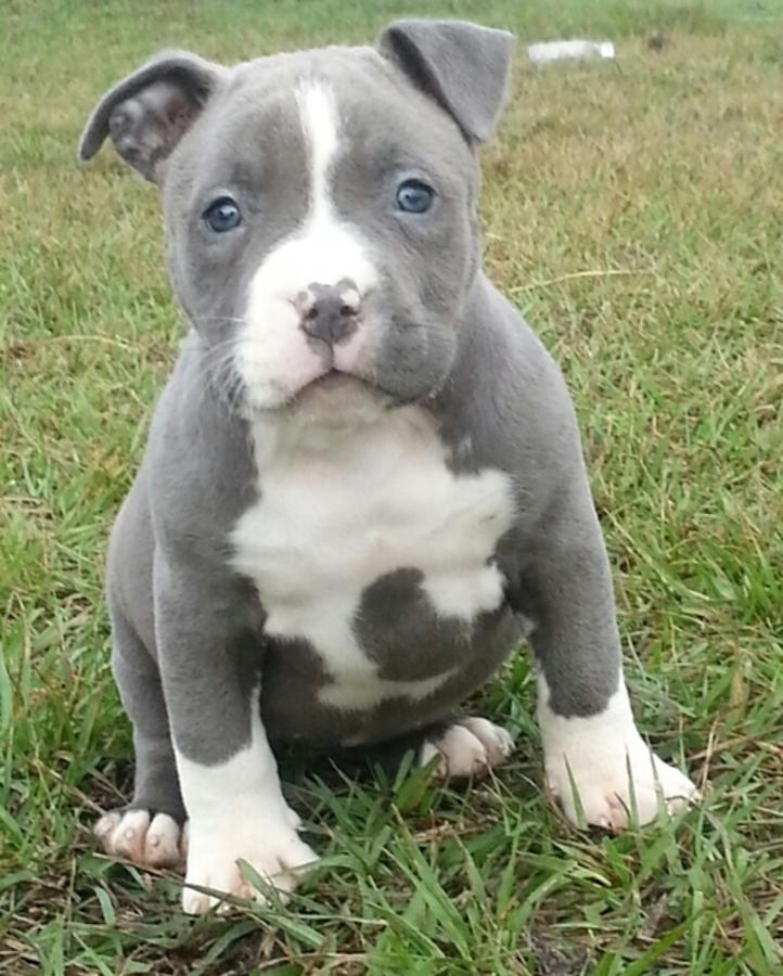 If you're looking for blue nose or red nose pit bull puppies for sale,...