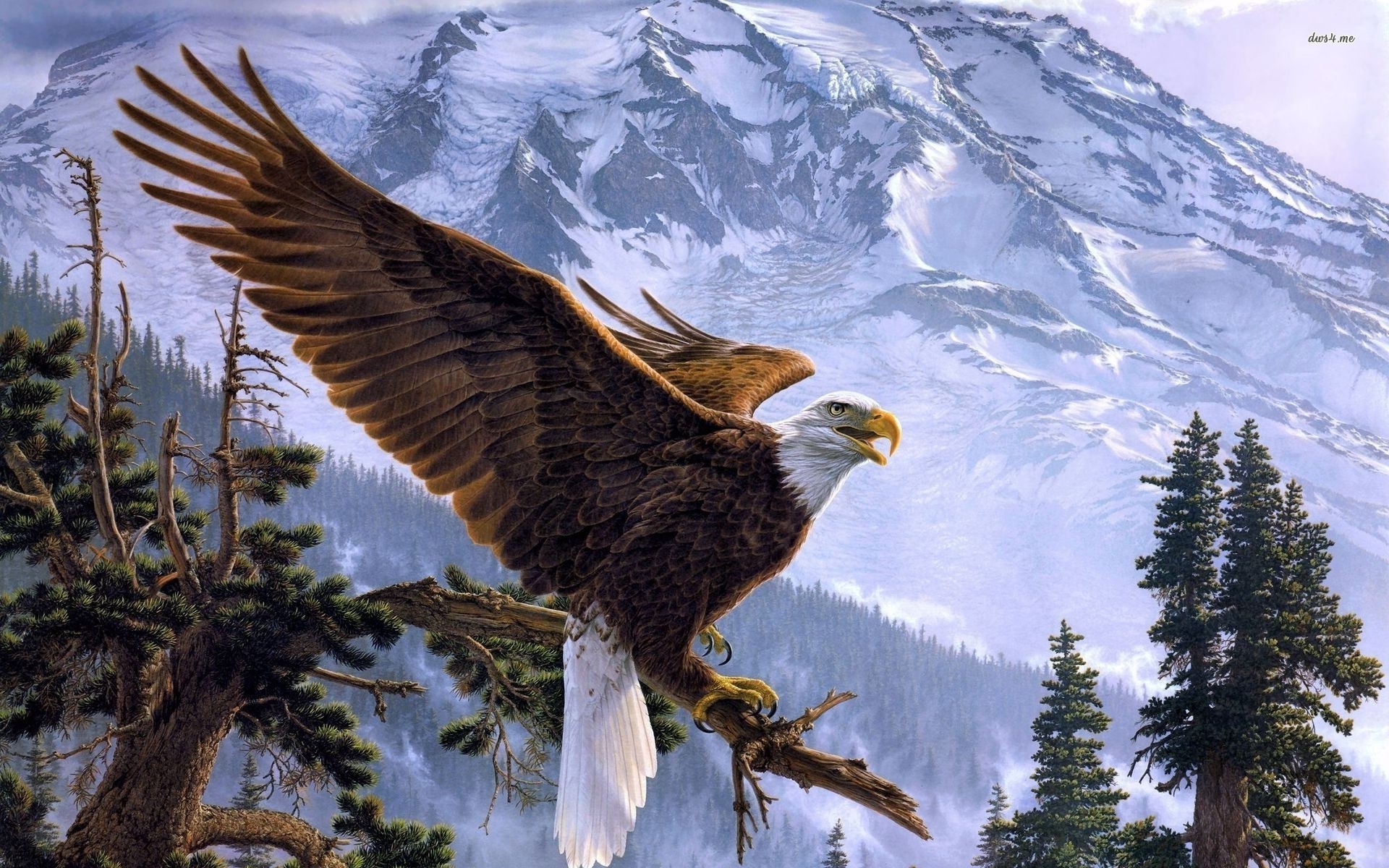 Bald Eagle Wallpaper - WallpaperSafari