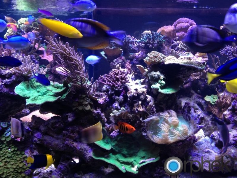 Pin Coral Reef Aquarium Animated Wallpaper