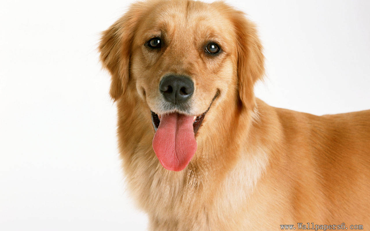 Wallpaper Golden Retriever