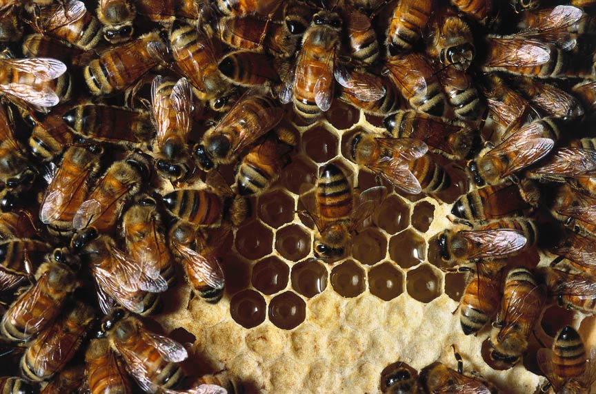 Timorous Beasties Napoleon Bee Wallpaper And